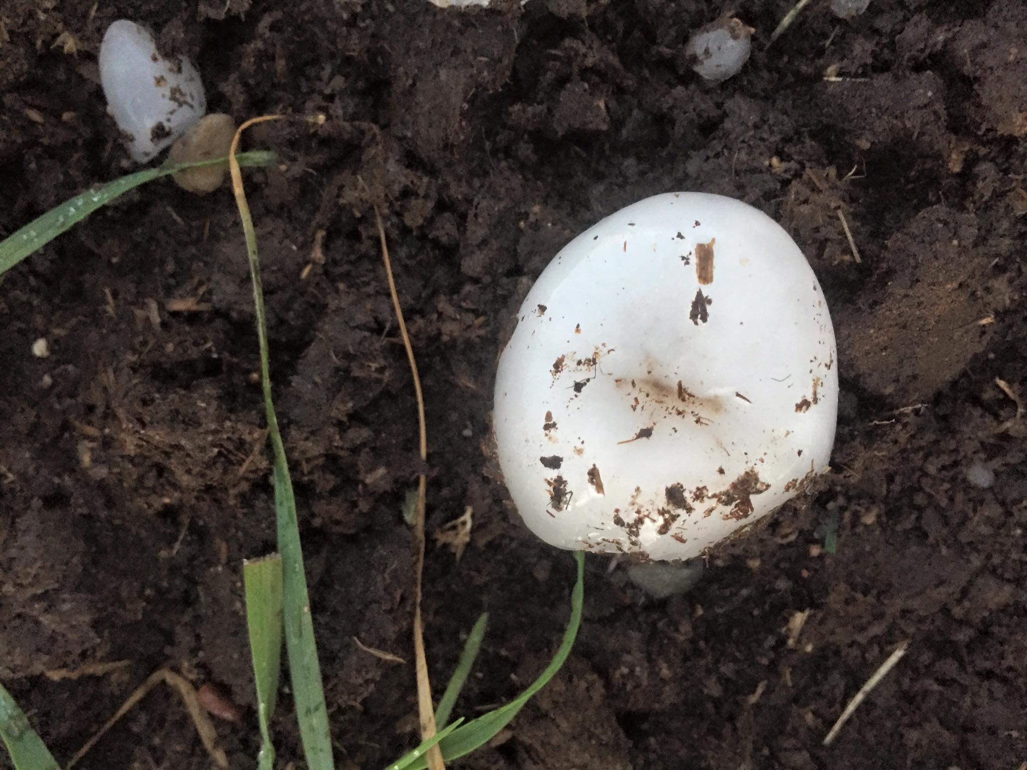 November 16 Tornado Outbreak